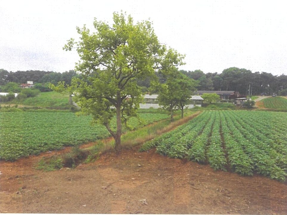 충청남도 당진시 송악읍 부곡리 362-1 전 경매 사진 34