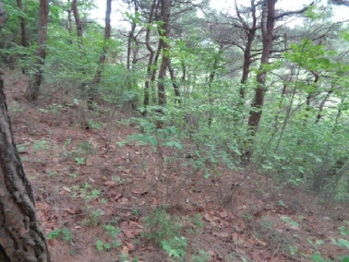 전북특별자치도 김제시 금구면 월전리 산44 외 1필지 임야 경매 사진 11