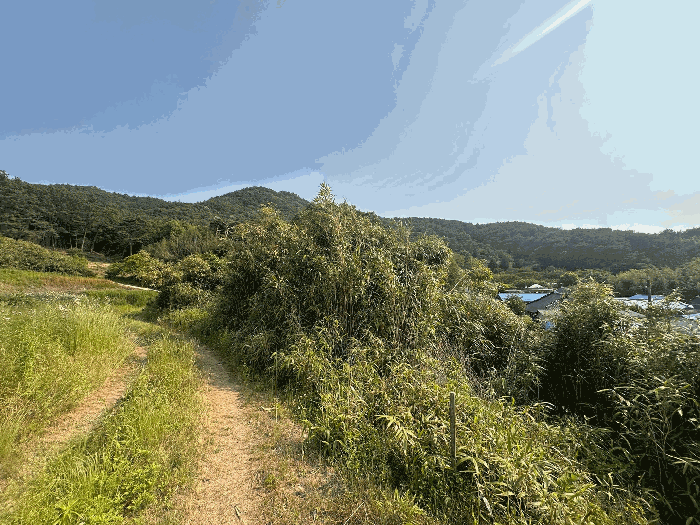 전북특별자치도 고창군 성송면 학천리 67 외 1필지 답 경매 사진 5
