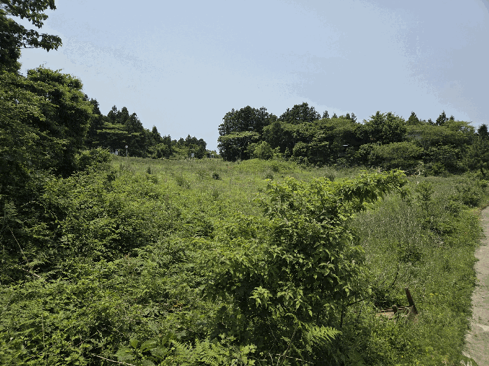 제주특별자치도 제주시 조천읍 선흘리 475-77 외 2필지 임야 경매 사진 13