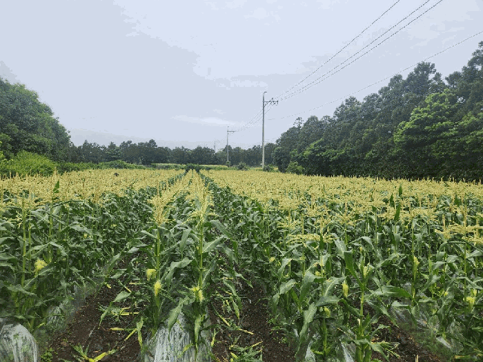 제주특별자치도 제주시 애월읍 수산리 2128-3 전 경매 사진 12