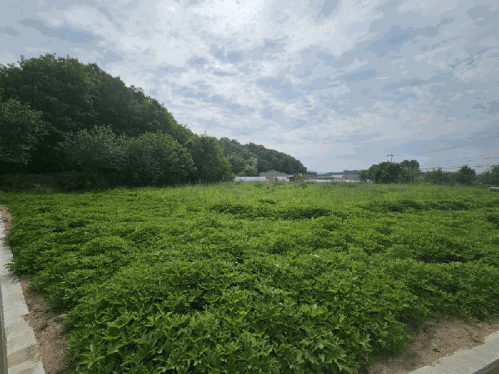충청북도 충주시 금가면 오석리 363-2 전 경매 사진 12
