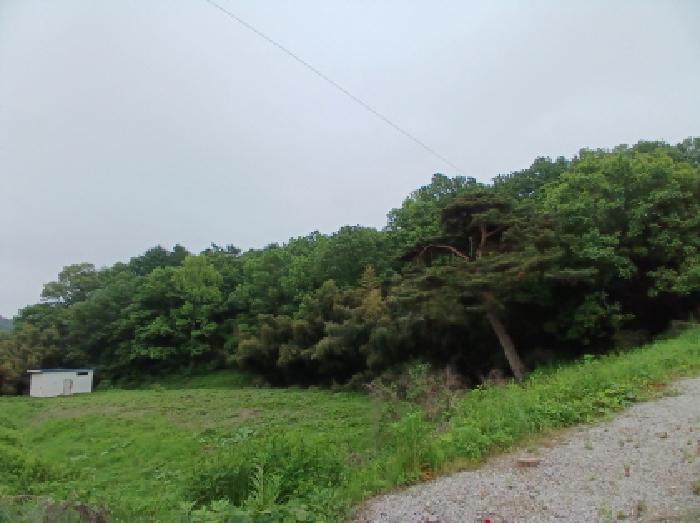 충청남도 서산시 성연면 왕정리 53 외 2필지 답 경매 사진 5