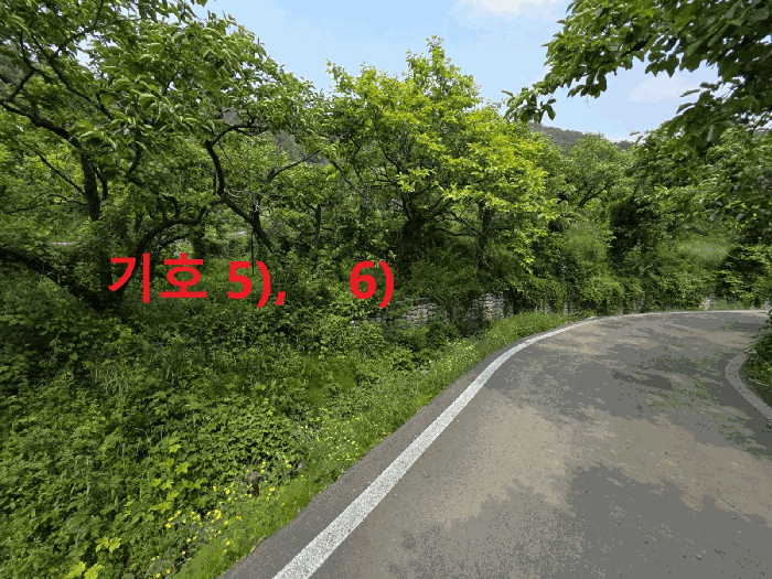 경상북도 청도군 이서면 팔조리 119 외 4필지 대지 경매 사진 13