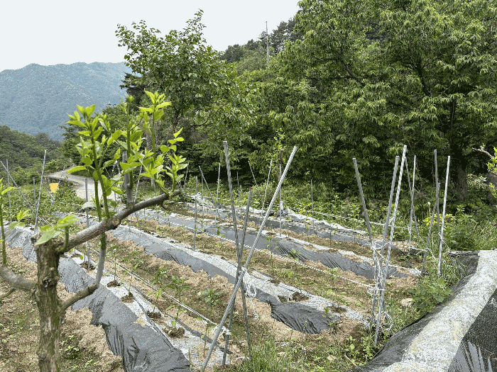 경상남도 하동군 화개면 대성리 272 외 7필지 답 경매 사진 29