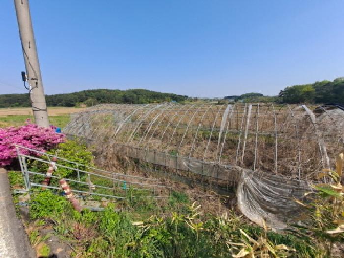 충청남도 당진시 송악읍 오곡리 165-1 외 2필지 답 경매 사진 11