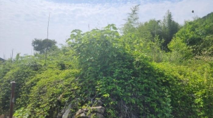 전라남도 고흥군 점암면 대룡리 486 대지 경매 사진 12