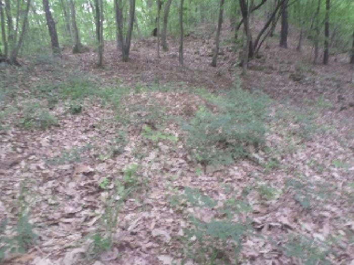 전북특별자치도 임실군 신평면 원천리 산19 외 1필지 임야 경매 사진 6