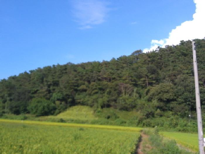 전북특별자치도 임실군 신평면 원천리 산19 외 1필지 임야 경매 사진 10