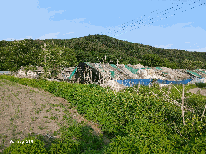 경기도 포천시 화현면 지현리 196 외 3필지 동물및식물관련시설 경매 사진 22