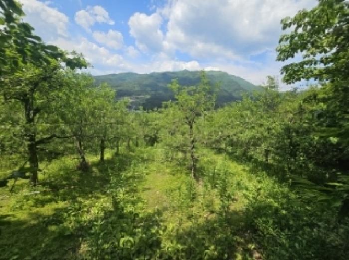 충청북도 단양군 대강면 신구리 62-1 외 1필지 전 경매 사진 2