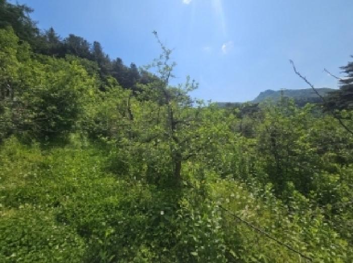 충청북도 단양군 대강면 신구리 62-1 외 1필지 전 경매 사진 4