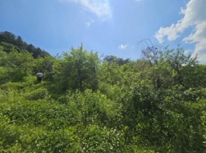 충청북도 단양군 대강면 신구리 62-1 외 1필지 전 경매 사진 5