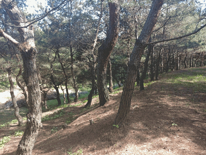 경상남도 사천시 곤명면 삼정리 산31 임야 경매 사진 37