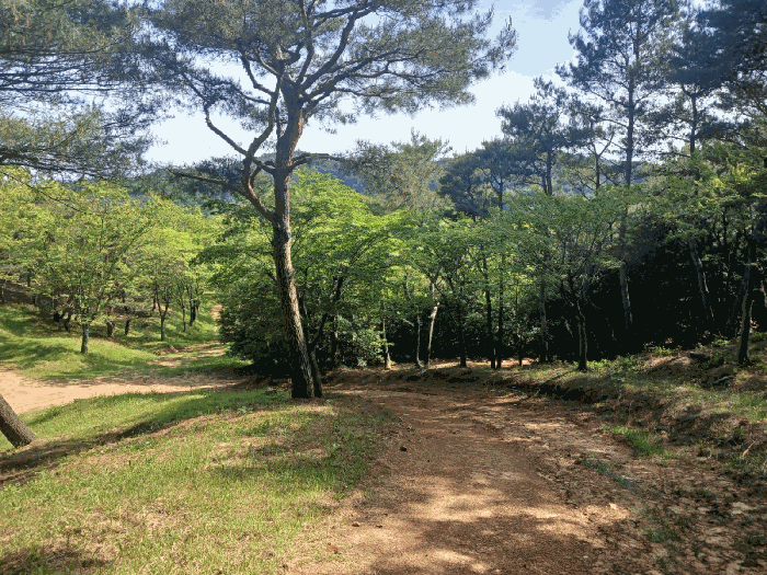 경상남도 사천시 곤명면 삼정리 산31 임야 경매 사진 40