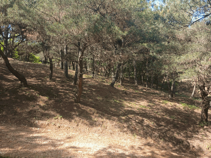 경상남도 사천시 곤명면 삼정리 산31 임야 경매 사진 41