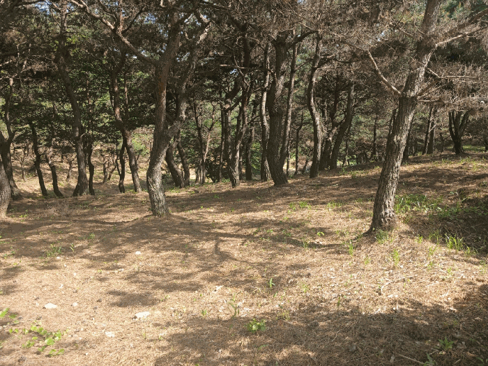 경상남도 사천시 곤명면 삼정리 산31 임야 경매 사진 44