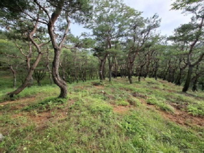 경상남도 사천시 곤명면 삼정리 산31 임야 경매 사진 31