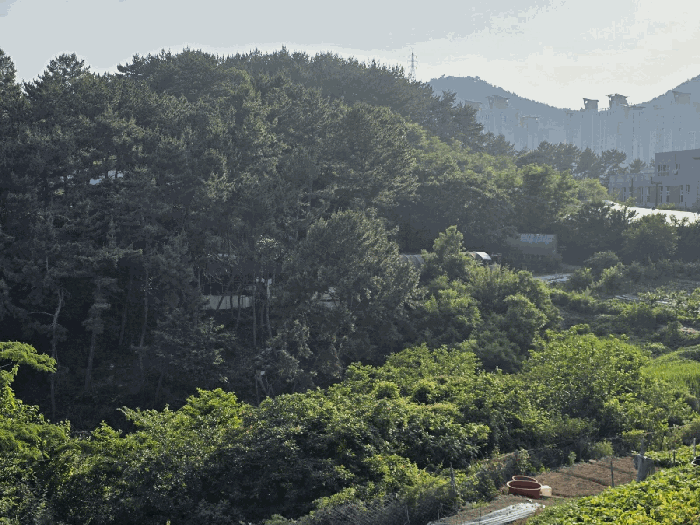 경상남도 통영시 용남면 동달리 155 외 4필지 답 경매 사진 26