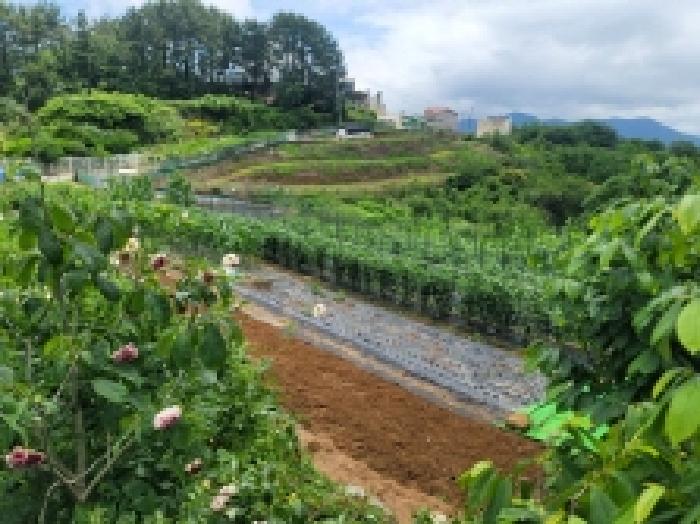 경상남도 통영시 용남면 동달리 155 외 4필지 답 경매 사진 6