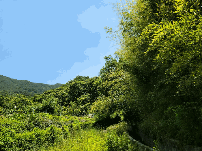 전라남도 광양시 옥룡면 용곡리 1113 외 5필지 단독주택 경매 사진 50
