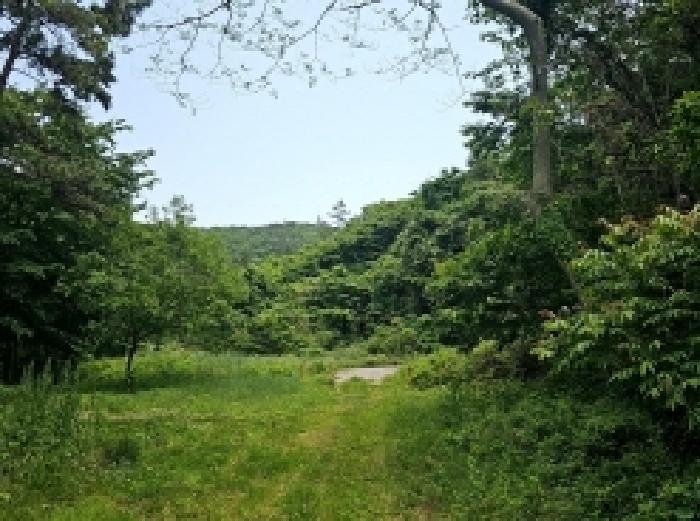 전라남도 진도군 진도읍 동외리 산74-1 임야 경매 사진 2
