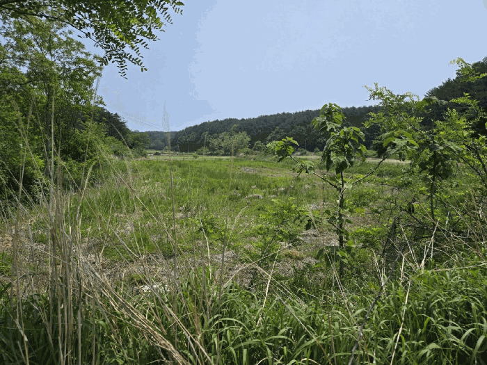 강원특별자치도 고성군 현내면 죽정리 253 답 경매 사진 12