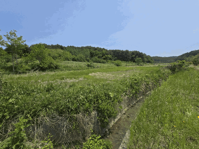 강원특별자치도 고성군 현내면 죽정리 253 답 경매 사진 13