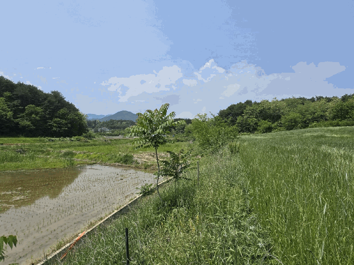 강원특별자치도 고성군 현내면 죽정리 253 답 경매 사진 15