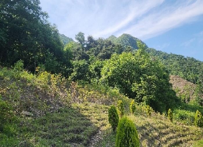 충청북도 옥천군 안내면 서대리 75-3 외 2필지 전 경매 사진 1