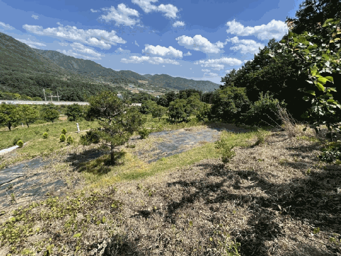 충청북도 옥천군 안내면 서대리 75-3 외 2필지 전 경매 사진 5