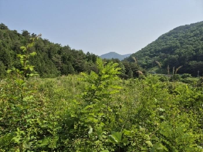 전라남도 담양군 가사문학면 만월리 산39-4 외 7필지 임야 경매 사진 2
