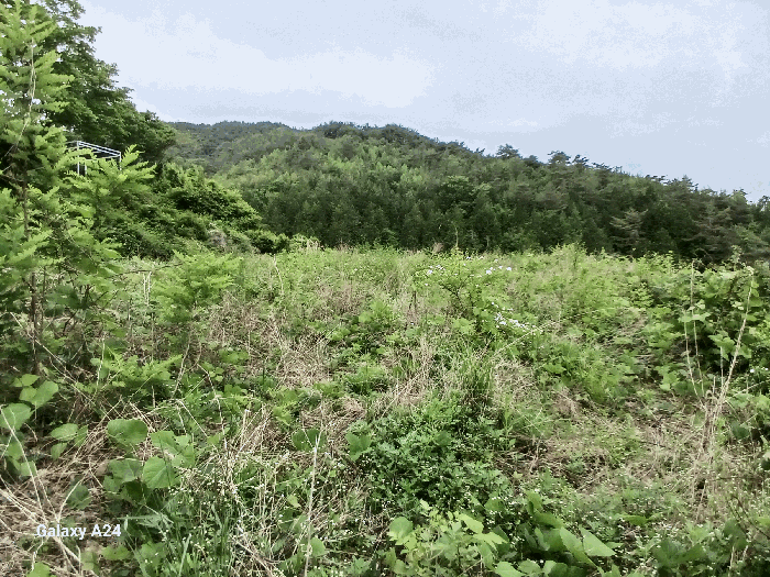 전라남도 담양군 가사문학면 만월리 산39-4 외 7필지 임야 경매 사진 28