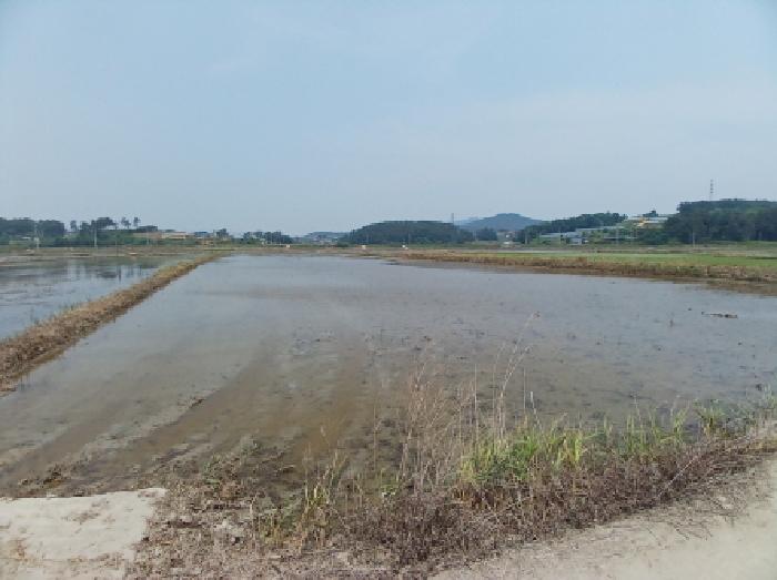 충청남도 서산시 지곡면 환성리 694-45 외 1필지 답 경매 사진 2