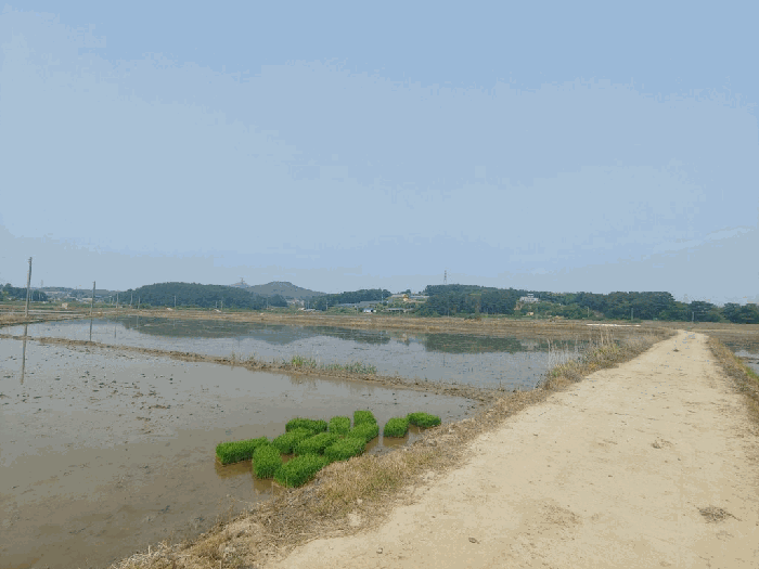 충청남도 서산시 지곡면 환성리 694-45 외 1필지 답 경매 사진 13