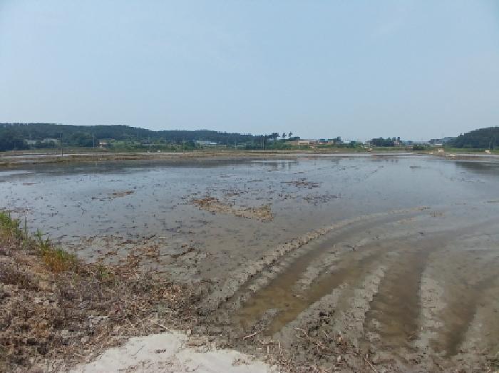 충청남도 서산시 지곡면 환성리 694-45 외 1필지 답 경매 사진 3