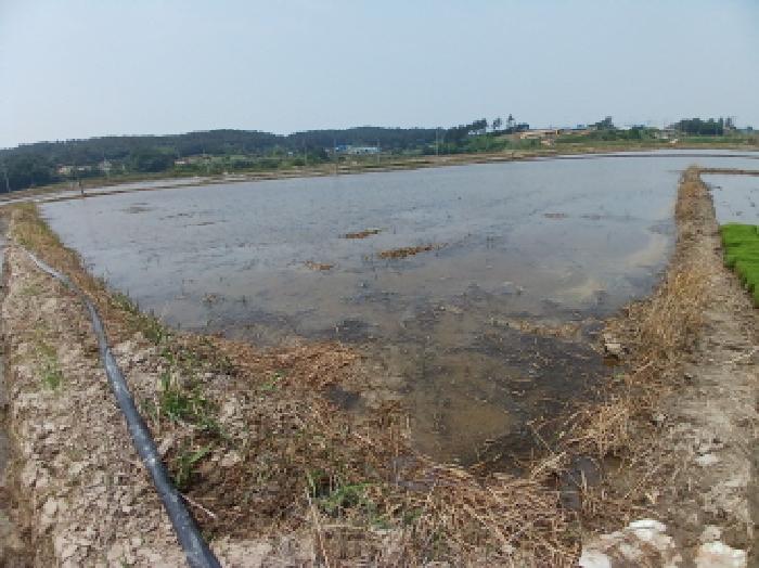 충청남도 서산시 지곡면 환성리 694-45 외 1필지 답 경매 사진 5