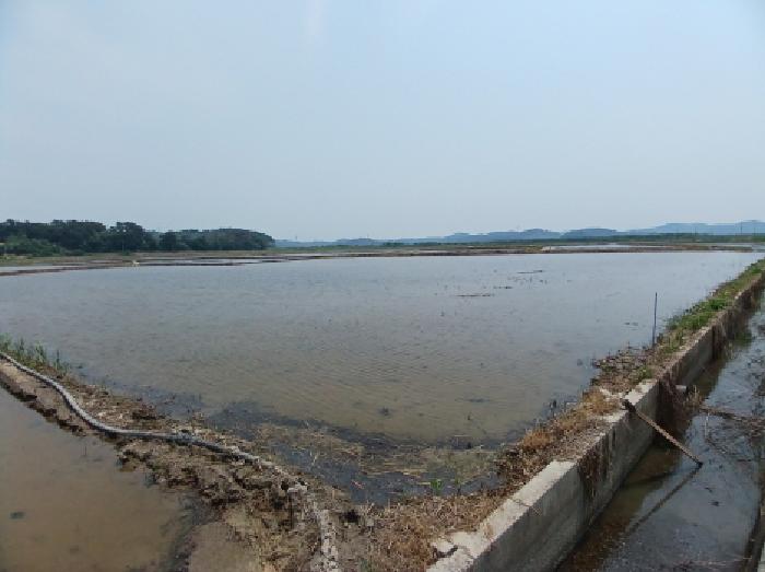 충청남도 서산시 지곡면 환성리 694-45 외 1필지 답 경매 사진 6