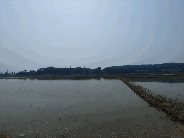 충청남도 서산시 지곡면 환성리 694-45 외 1필지 답 경매 사진 10