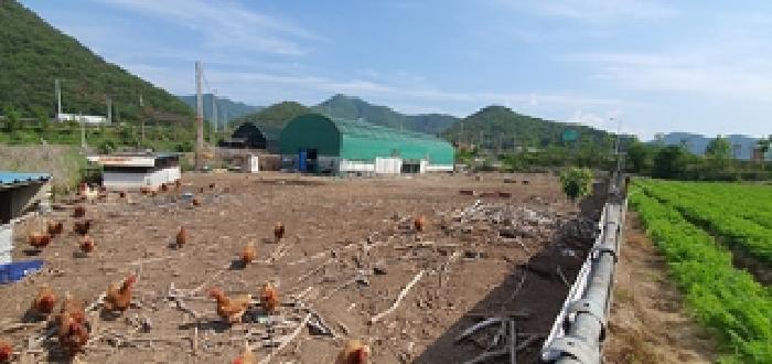 경상남도 김해시 상동면 대감리 977-6 외 2필지 답 경매 사진 4
