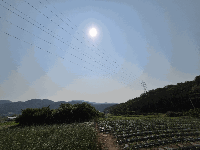 전라남도 장성군 삼계면 화산리 209 외 1필지 전 경매 사진 4