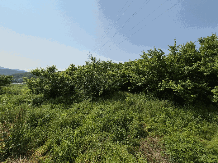전라남도 장성군 삼계면 화산리 209 외 1필지 전 경매 사진 5
