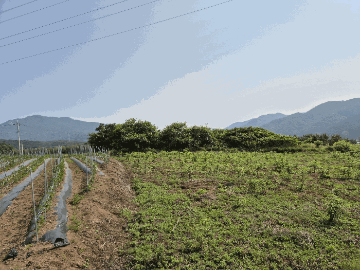 전라남도 장성군 삼계면 화산리 209 외 1필지 전 경매 사진 6