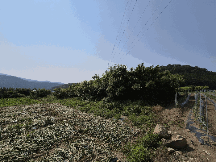 전라남도 장성군 삼계면 화산리 209 외 1필지 전 경매 사진 7