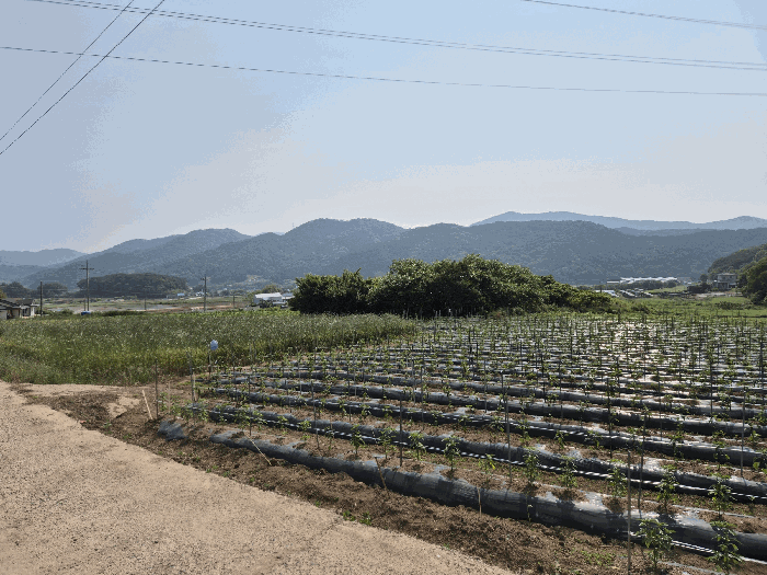 전라남도 장성군 삼계면 화산리 209 외 1필지 전 경매 사진 9