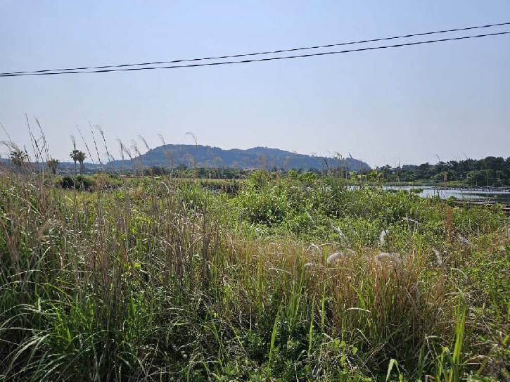 제주특별자치도 서귀포시 성산읍 시흥리 1251-1 외 4필지 유지 경매 사진 6