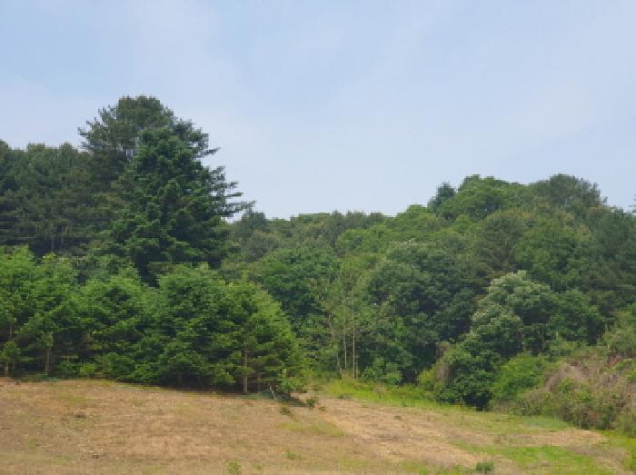 경기도 가평군 가평읍 산유리 산113-1 외 3필지 임야 경매 사진 3