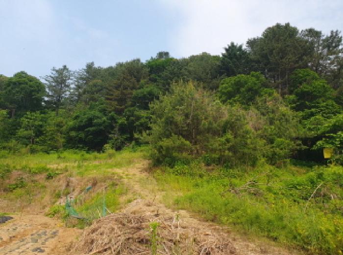 경기도 가평군 가평읍 산유리 산113-1 외 3필지 임야 경매 사진 4