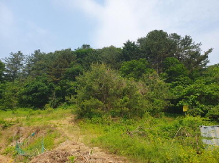 경기도 가평군 가평읍 산유리 산113-1 외 3필지 임야 경매 사진 5