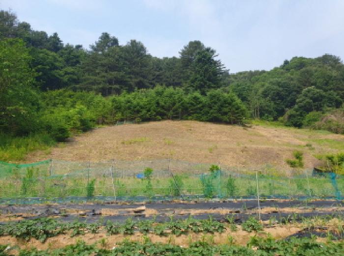 경기도 가평군 가평읍 산유리 산113-1 외 3필지 임야 경매 사진 9